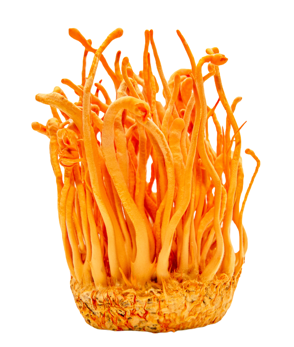Organic Cordyceps Militaris Powder