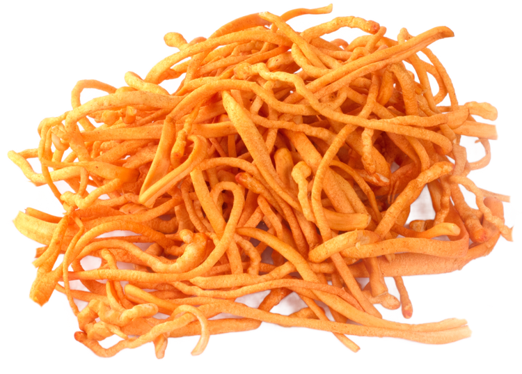Cordyceps