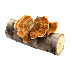 Turkey Tail