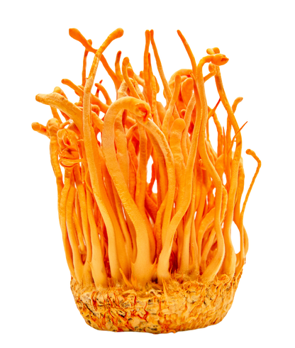 Organic Cordyceps Militaris Powder