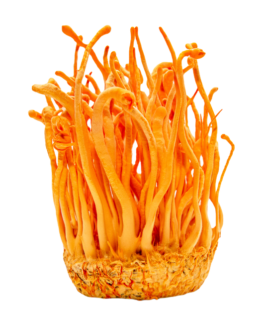Organic Cordyceps Militaris Powder