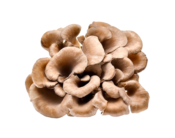 Maitake Mushroom Fruiting body