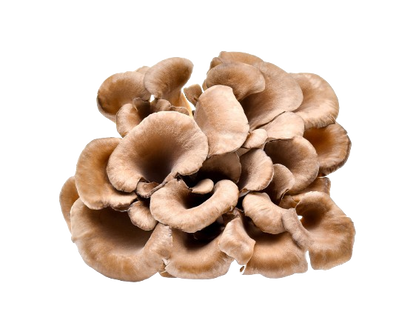 Maitake Mushroom Fruiting body