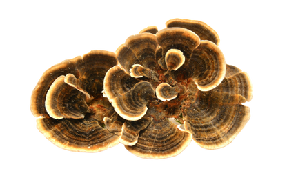 Organic Turkey Tail Powder