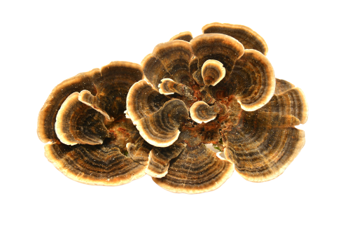Organic Turkey Tail Powder